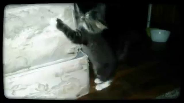 The Java Adventures (Jonas Brothers Pom Poms) смотреть онлайн