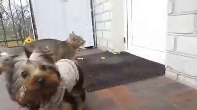 А ну-ка давай-ка песня"про дружбу''. Поёт коты:Малыш, Мурка,Рыжуля и Мурзя, Кролик Баффи и Пупся смотреть онлайн