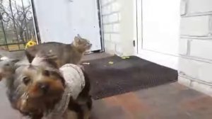 А ну-ка давай-ка песня«про дружбу''. Поёт коты:Малыш, Мурка,Рыжуля и Мурзя, Кролик Баффи и Пупся