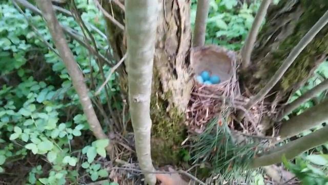 Гнездо певчего дрозда