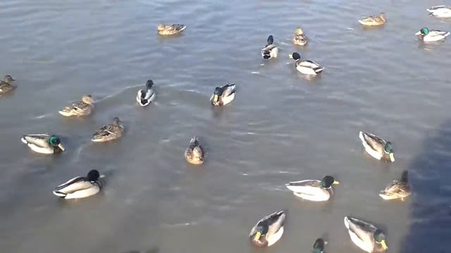 Утки в москве. смотреть онлайн