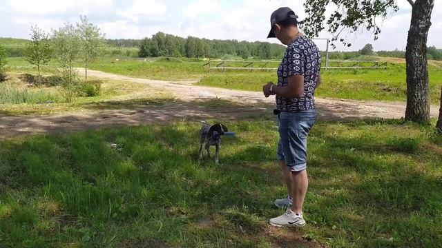 Дрессировка щенка! Курцхаар Ричард 4.5 месяца.mp4 смотреть онлайн