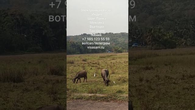 Индийские быки на пастбище. смотреть онлайн