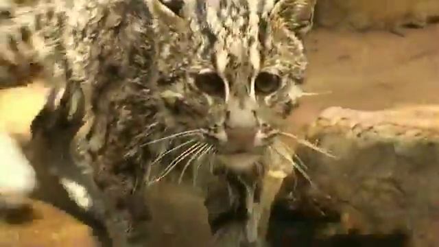 Кошка рыболов смотреть онлайн