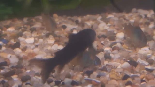 Зоомагазин "Центр природы" предлагает аквариумные рыбки - коридорасы блэк и оранж смотреть онлайн