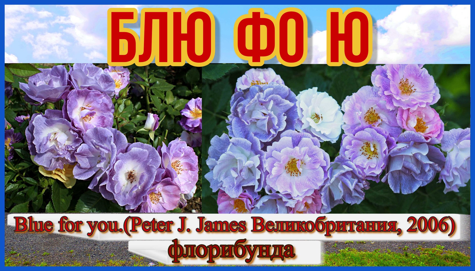 Роза Блю фо ю (Флорибунда) - Blue for you_(Peter J. James Великобритания, 2006) смотреть онлайн