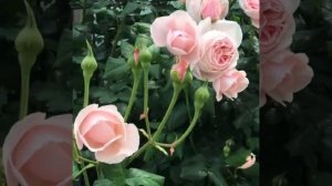 Плетистая роза Nahema (Наэма). Сама нежность!