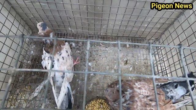 Новая линия Голубеи . Чик очень Рад . Про Совместимость смотреть онлайн