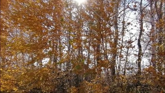 Какая осень за окном смотреть онлайн