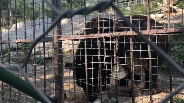 VLOG: Геленджик/ Сафари парк/ Канатная дорога/ я испугалась?/Часть 2 смотреть онлайн