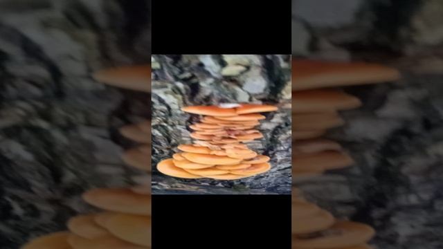 Зимние грибы