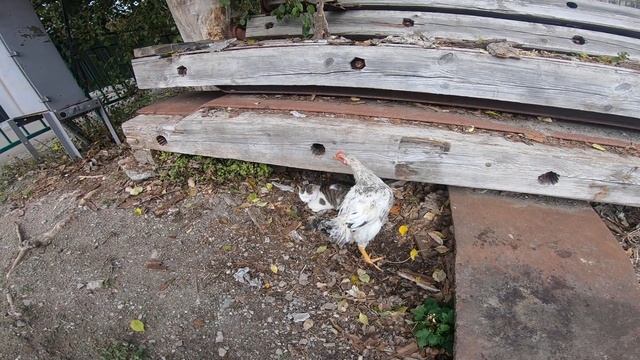 Кот vs курица (2019) смотреть онлайн