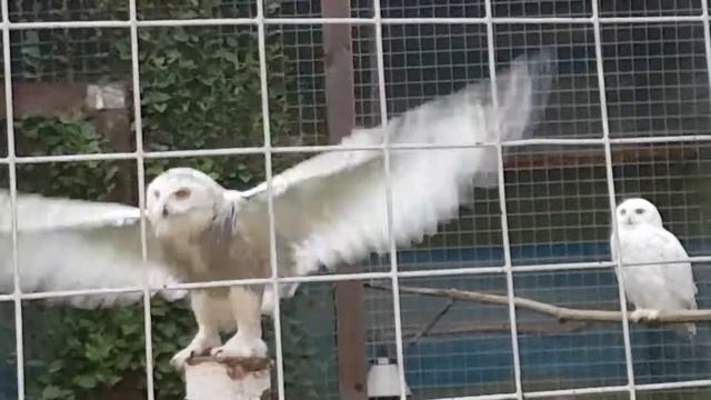 танец полярной совы/dance owl смотреть онлайн