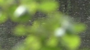 ЭПИЗОД 57. С палаткой на о. Большое Луговое | Ленобласть