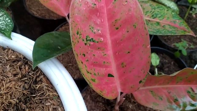 bunga anturium cobra mirif ular cobra смотреть онлайн