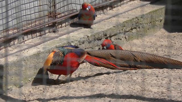 ВидеОХОТА: Святогорск 4к смотреть онлайн