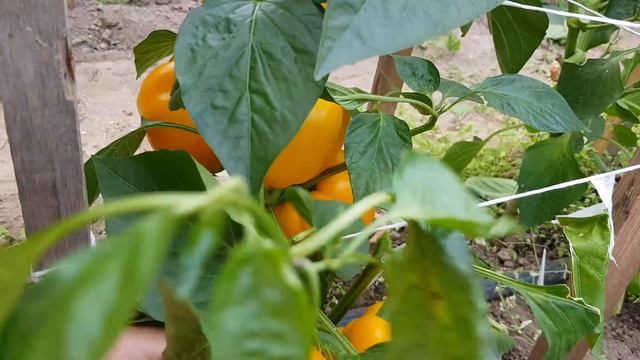 Перец сладкий Кубок Золотой 17,09,2023 смотреть онлайн