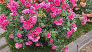 Роза "Baronesse" Tantau Флорибунда