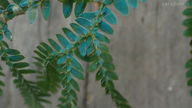 山野草・シダ編#66　コンテリクラマゴケ（紺照鞍馬苔）