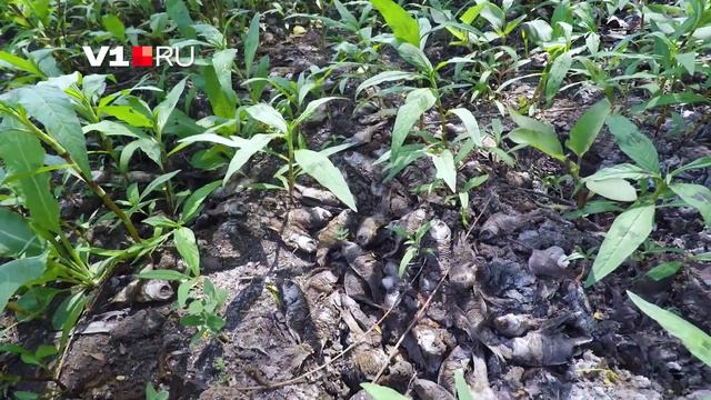 Из-за маловодья в Волгоградской области высохла рыба смотреть онлайн