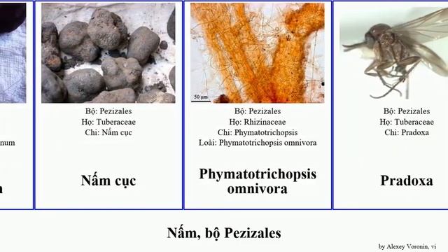 Nấm, bộ Pezizales fungus aestivum maculata Tuber carthusianum Haugen Ukulele hình Helvella cục смотреть онлайн