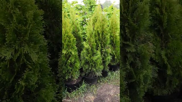 Туя западная Смарагд 150см купить. смотреть онлайн