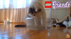 Lego Friends - (Видео - Клип) - Flutter Show