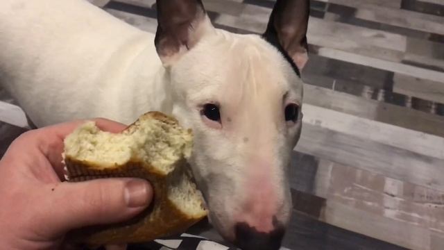 Хитрая крыса смотреть онлайн