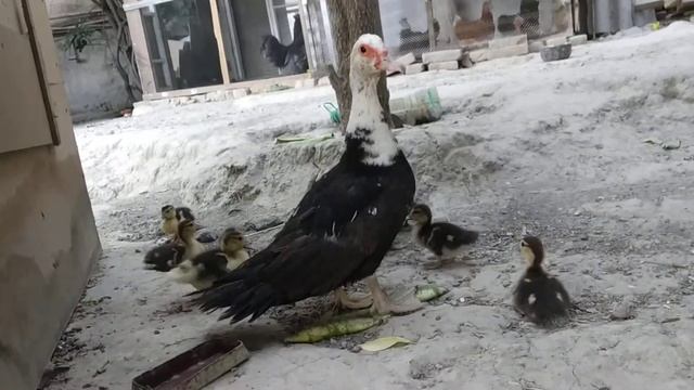 ?мама утка защищает от меня своих утят?? смотреть онлайн