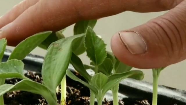 Грунты для рассады смотреть онлайн