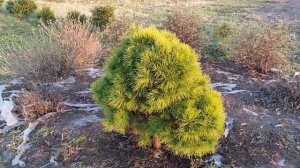 Как из обычной СОСНЫ сделать горную. Формировка сосны. Ниваки.