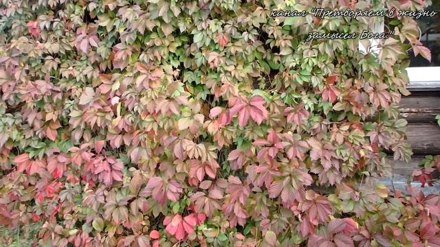 Обшивка деревянного дома сайдингом не лучший вариант! смотреть онлайн