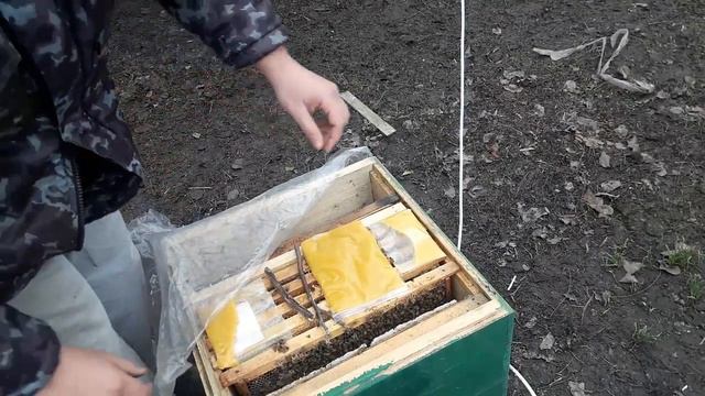 СОСТОЯНИЕ СЕМЕЙ В НАЧАЛЕ ВЕСНЫ, ОБОГРЕВ, КЛЕЩ смотреть онлайн