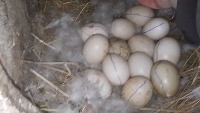 Мускусные утки тяжёлой немецкой линии//Мечта сбылась смотреть онлайн