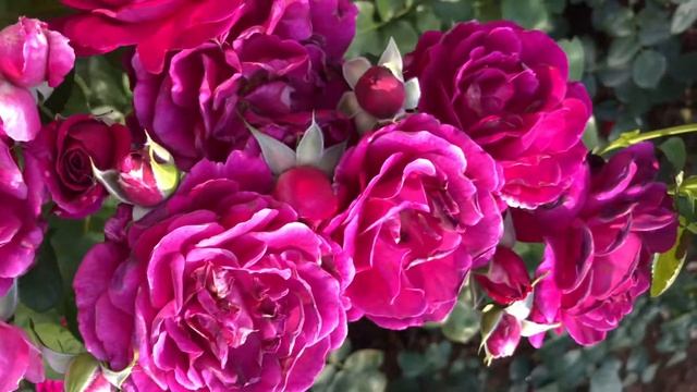 ‘Twilight Zone’ Floribunda Rose смотреть онлайн