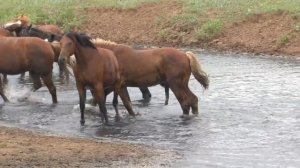 Нижне-Павловский табун на реке.