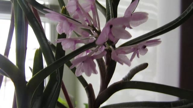 Аскоцентрум Кристенсона смотреть онлайн