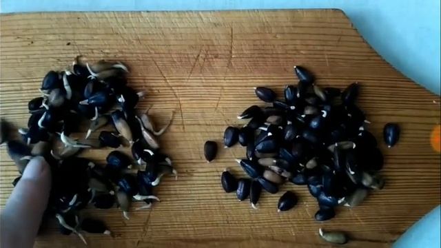 167 Пророщенные зерна, как прорастить, польза смотреть онлайн