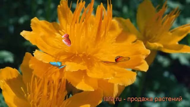 Купальница культурная Голден Квин (trollius) ? обзор: как сажать, рассада купальницы Голден Квин смотреть онлайн
