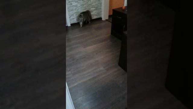 Корги Плюша после первого купания в новом доме. 5.11.2017 смотреть онлайн