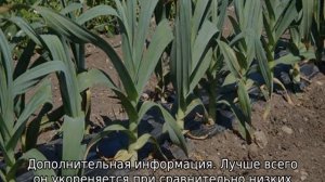 Чеснок Рокамболь — что это такое