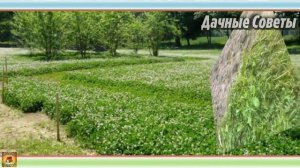 Главные ОШИБКИ которые совершают огородники ОСЕНЬЮ в САДУ и ОГОРОДЕ Делюсь своими СОВЕТАМ