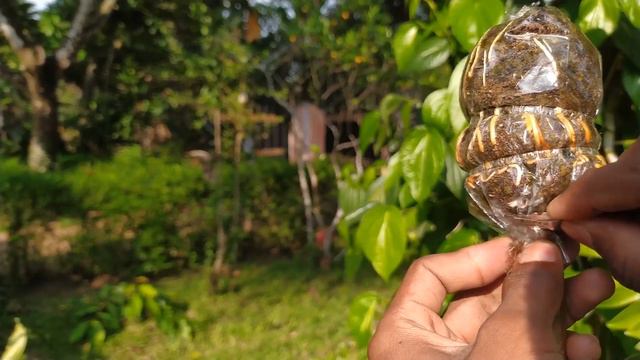 Air layering | Clone your favourite plants and trees |How to air layer guava plant | part 02 смотреть онлайн