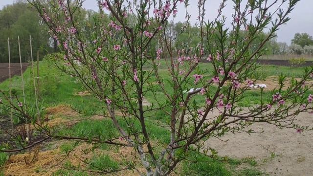 Обзор персиков. Подкормка персиков.