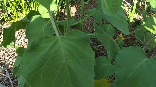 Growing Physalis (Ground Cherry, Cape Gooseberry) From Seed