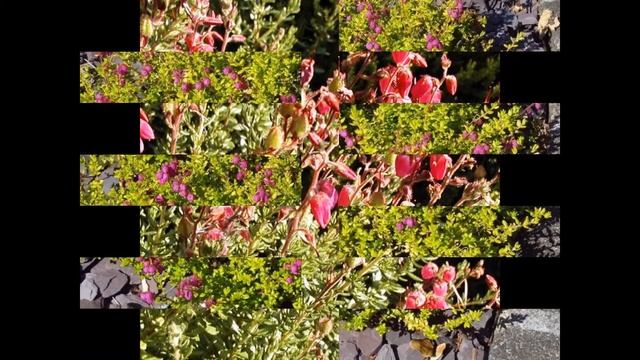 ДАБЕЦИЯ (DABOECIA) cем. Вересковые (Ericaceae) смотреть онлайн