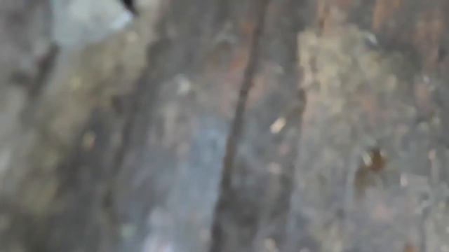 Кнопа теперь живёт в вольере смотреть онлайн