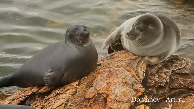 Лепка Байкальская нерпа смотреть онлайн
