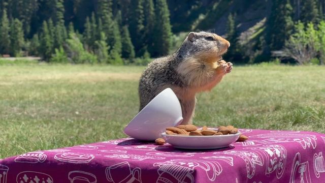 Cat TV for Cats to Watch ?? Cute Birds in the Forest ? Funny Ground Squirrels ? 8 Hours(4K HDR) смотреть онлайн