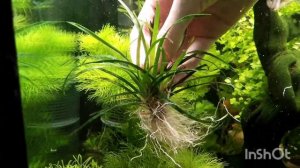 Пересаживаем Эриокаулон вьетнамский | Растения переднего плана | Аквариумные растения | Камчатка